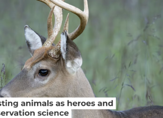 When species are described as ‘destructive’ or ‘harmful’ without sufficient context, it can shape how people perceive and treat them. Beata Whitehead/Moment via Getty Images